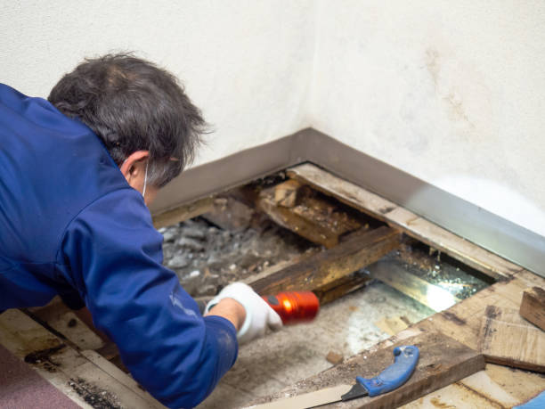 Best Mold Testing  in Salem, MA