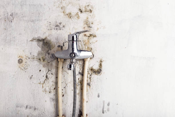 Best Same-Day Mold Removal  in Salem, MA