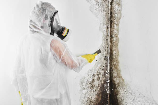Best Mold Cleaning Services  in Salem, MA