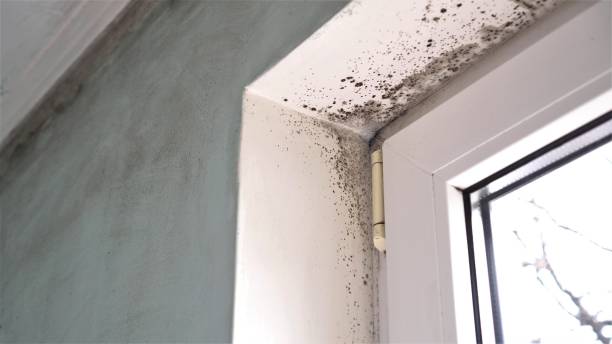 Trusted Salem, MA Mold Removal Experts