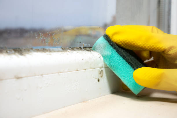 Best Mold Removal Company Near Me  in Salem, MA