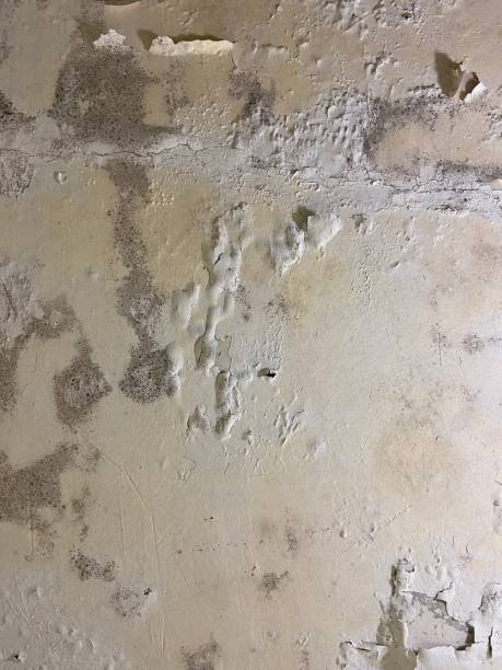 Best Attic Mold Removal  in Salem, MA