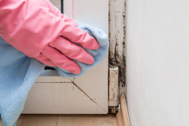 Best Commercial Mold Removal  in Salem, MA