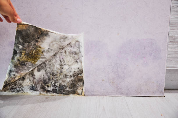Best Fast Mold Removal  in Salem, MA